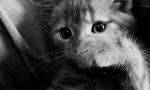 adorable,cat,black and white,kitten,sleepy,so cute