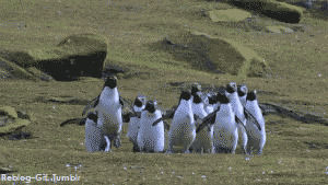funny,cute,friends,penguin,penguins,shopping,shopaholic