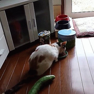 cucumber,cat