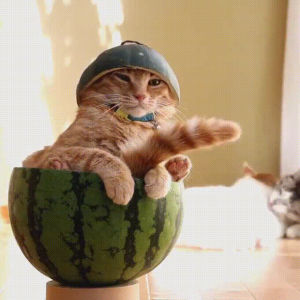 cat,watermelon
