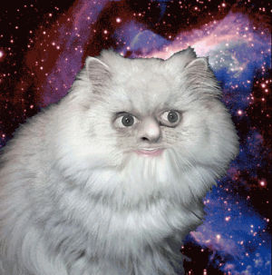 cats in space,cat,space cat,humor
