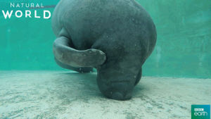 manatee,embarrassed,shy,itch,cute,puerto rico,scratch,bbc earth,natural world