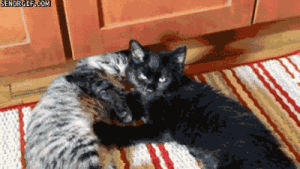 cat,cute,massage