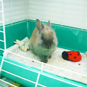 bunny,ume,my bunny,my camera is really low hq sorry,whatta cutie