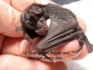 Bat Fledermaus Gif On Gifer By Sirador