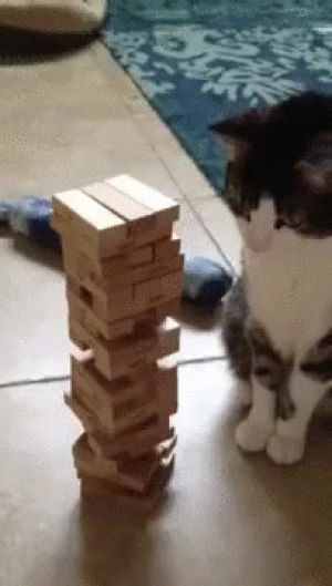 cat,game,fuck,dumb