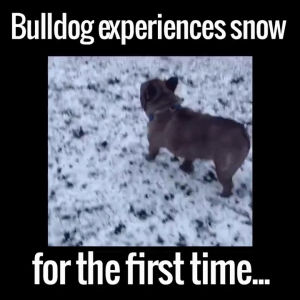 snow,playing,bulldog