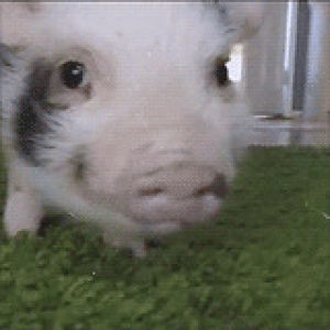 piglets,baby pig
