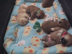 dreaming,cuteness overload,animals,cute,dog,puppy,sleeping,kicking,cuteness overdose
