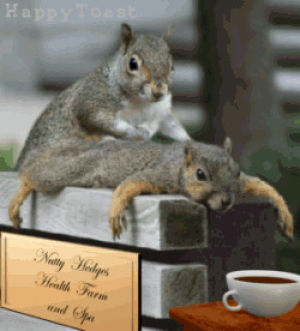 animals,squirrel,massage,tea,comfortable,relaxing