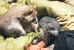 raccoon,cat,cats,snuggle,snuggles,catsraccoon