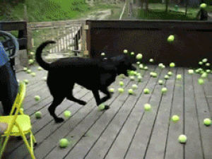 tennis,dog,lab,ball,animals,black