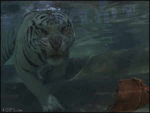 white tigers underwater