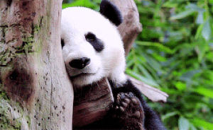 panda,animal,panda bear,animals,bear,sleep,nuzzle,giant pandas