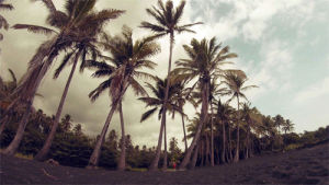 beach,landscape,palm trees,hawaiian,nature,usa,travel,original,sand,hawaii,windy,photographers on tumblr,black sand beach,palm