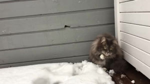 snowball,cat,face
