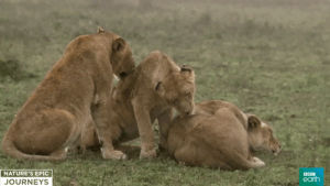 wildlife,cute,nature,bbc,rain,africa,lions,bbcearth,naturesepicjourneys