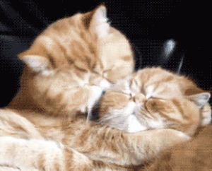 kiss,french,kissing,cats,omg,aww