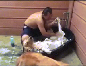 dog,bath