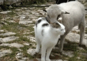 sheep,cat