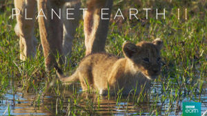 grasslands,baby,cry,bbc,lion,meow,roar,cub,planet earth 2