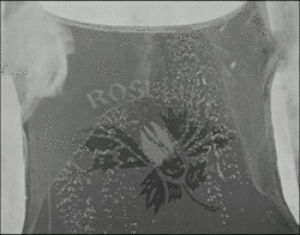 Orson welles rosebud GIF on GIFER - by Bagda