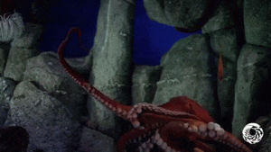 octopus,stretch,tentacles,monterey bay aquarium,cephalopod,gpo,giant pacific octopus,enteroctopus dofleini