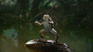frog,funny dancing,dancing frog,twerking,dancing animals,funny,animals,commercial,mountain dew,kickstart,mtn dew kickstart,dothedew,freak chain,mtndew,wiggle wop,freakchain,do the wiggle wop,new mountain dew commercial
