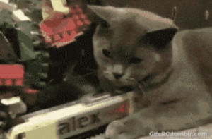 cute cat,cat,animals,cat vs train funny