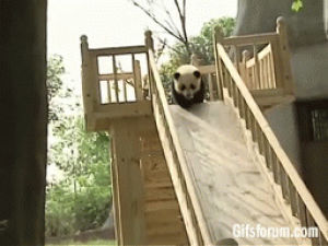 baby panda,panda,panda bear