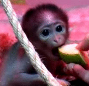 babies,cute,monkeys,apples
