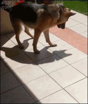 shadow,dog,playing