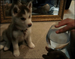 puppy,confused,husky,glass,animals,wine glass