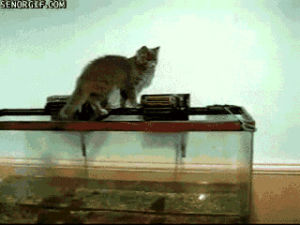 fish tank,cat,water,cruel irony