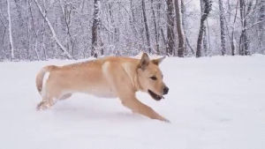 running,dog,snow