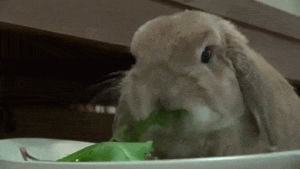 eating,bunny