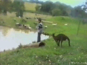 animals being jerks,kangaroo,kangaroo attack,animals being dicks