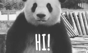 hiya,animals,hello,panda,hi,flirting