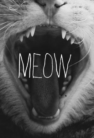 text,meow,cat,animals,kitty
