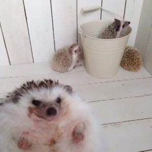 party,hedgehog