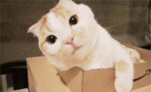 cat,box,head tilt