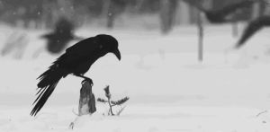 black and white,snow,bampw