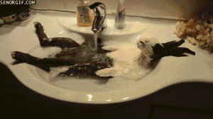 funny,cute,water,bunnies,sink