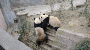 life,panda,fu,kung
