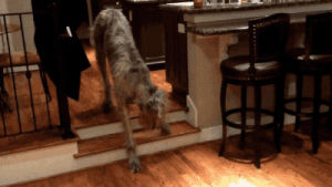 dog,wood,stairs,floor