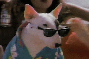dog,summer,sunglasses