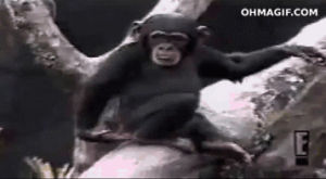 chimpanzee,funny,animals,fall,tree,hilarious,smell,climb