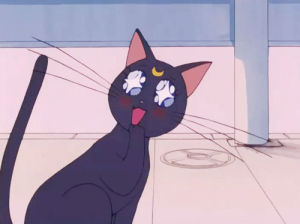 anime,cat,sailor moon,moon,luna,cute cat