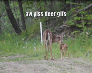 deer,party