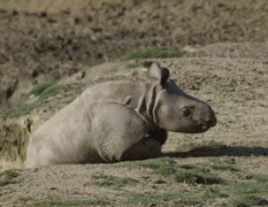 rhino,funny,cute,lol,animals,baby,nature,zoo,san diego,safari park